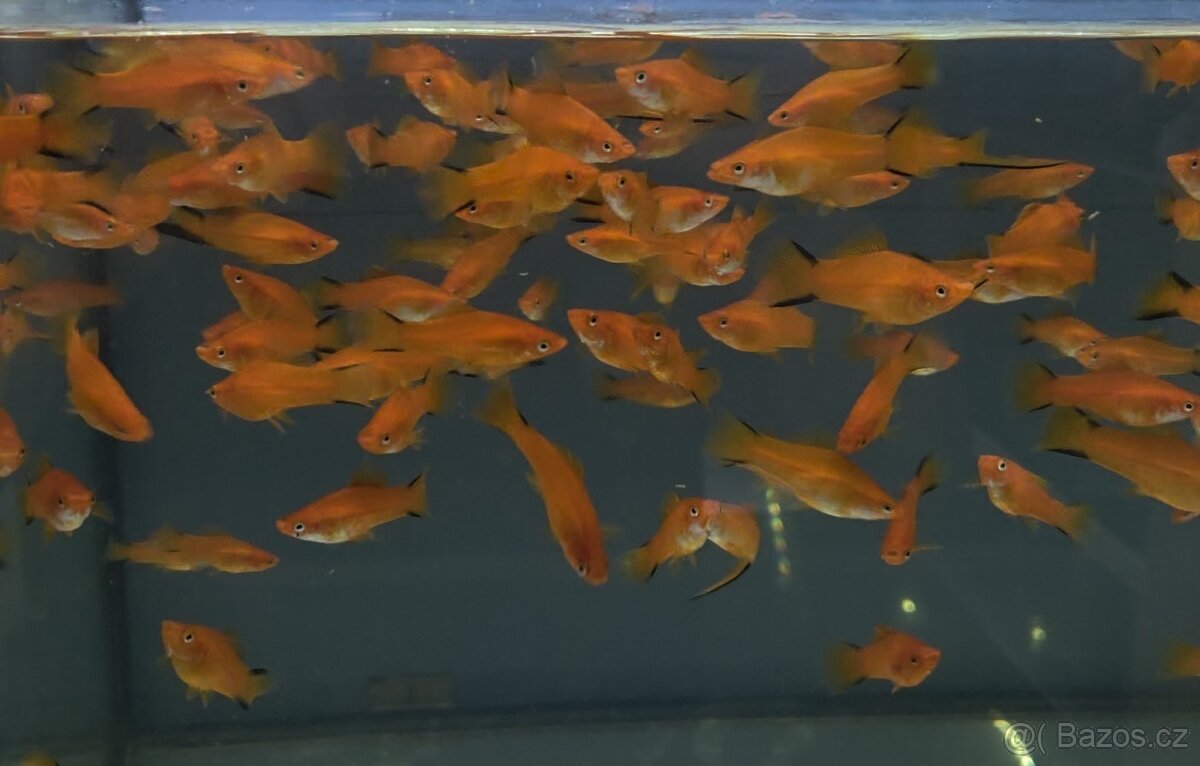 Akvarijní rybičky - mečovka, panceřníček, ancistrus - 3