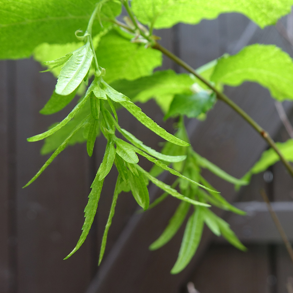 Habr obecný "Aureovariegata" 100cm - 3