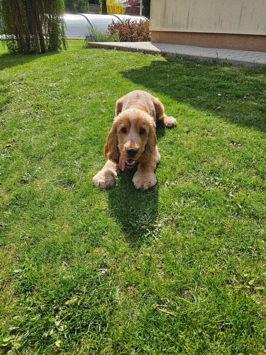 Anglický Kokršpaněl ke krytí s PP - 3