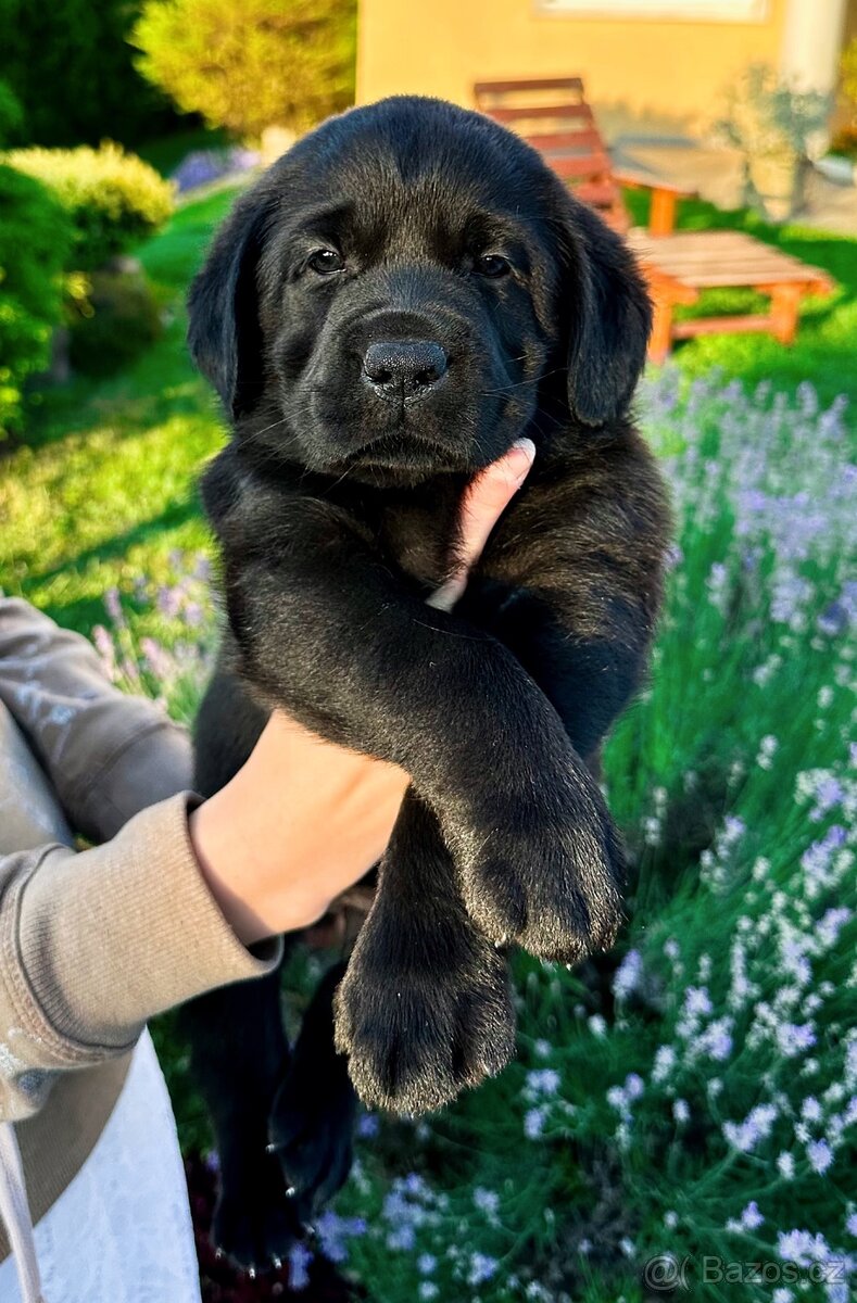 REZERVACE Labradorský Retriever s PP - 3