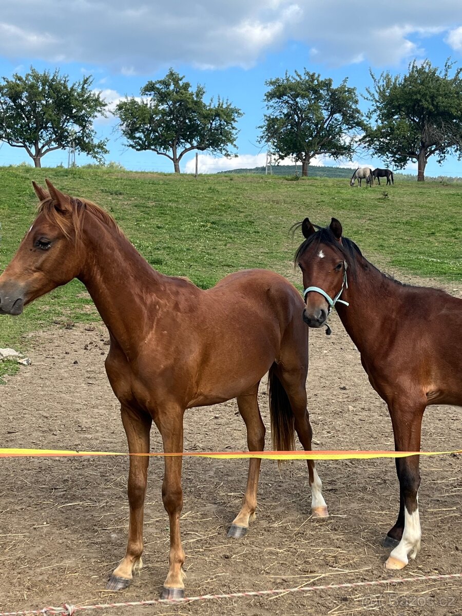 Roční Pony k prodeji - 3