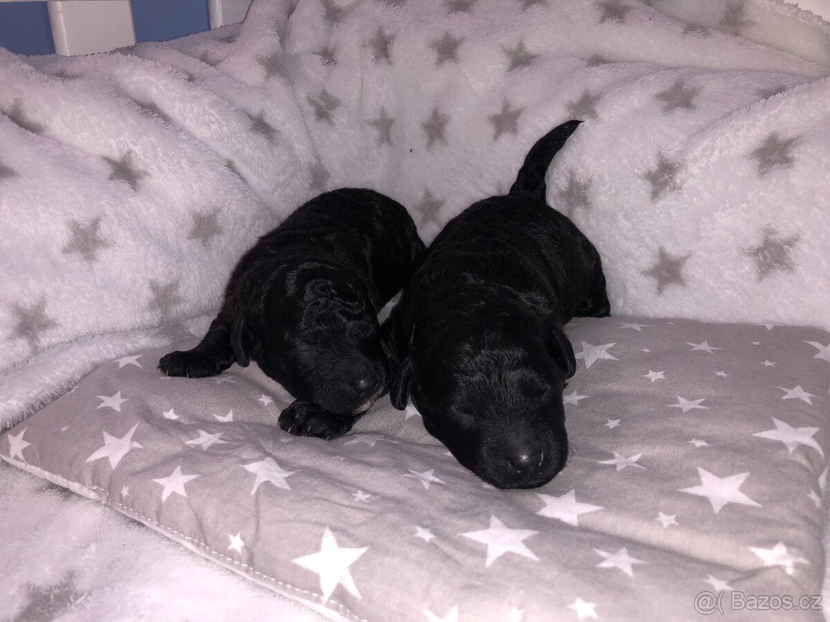 Pudl toy / trpasličí - 3