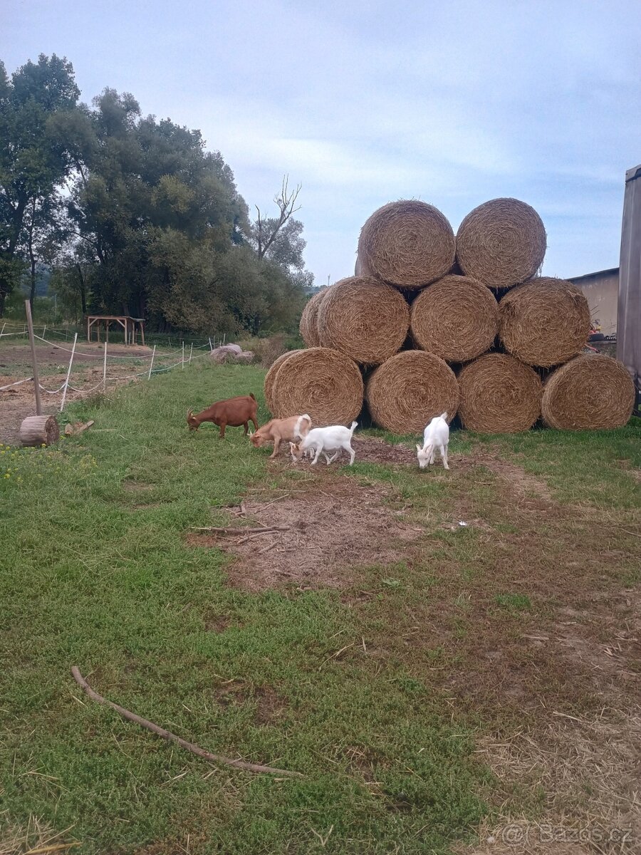 Letošní kůzlata - 3