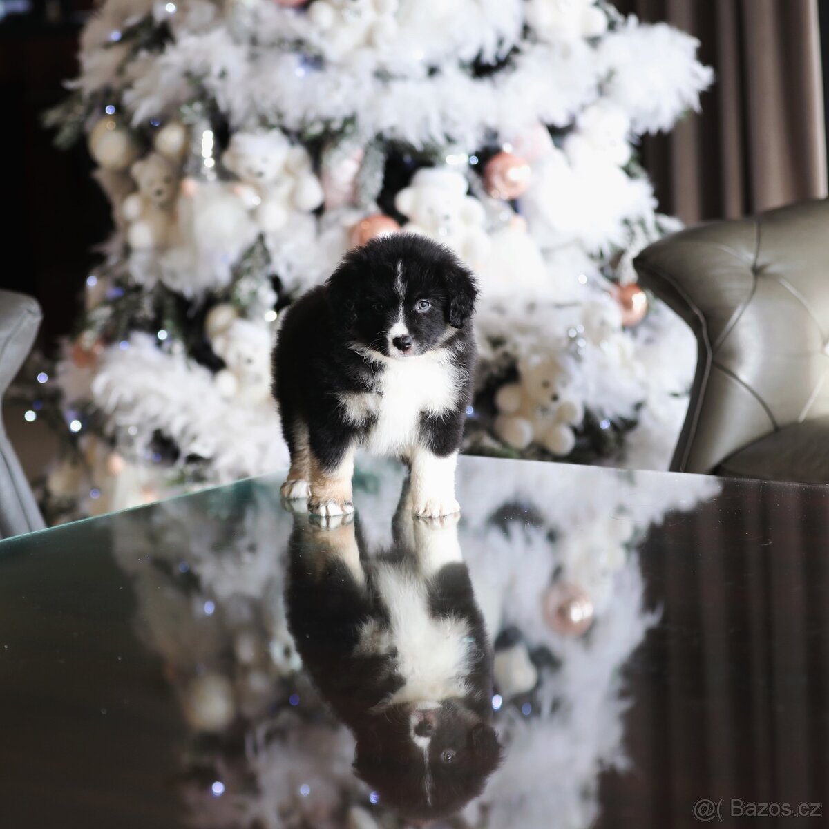 Miniaturní americký ovčák - 3