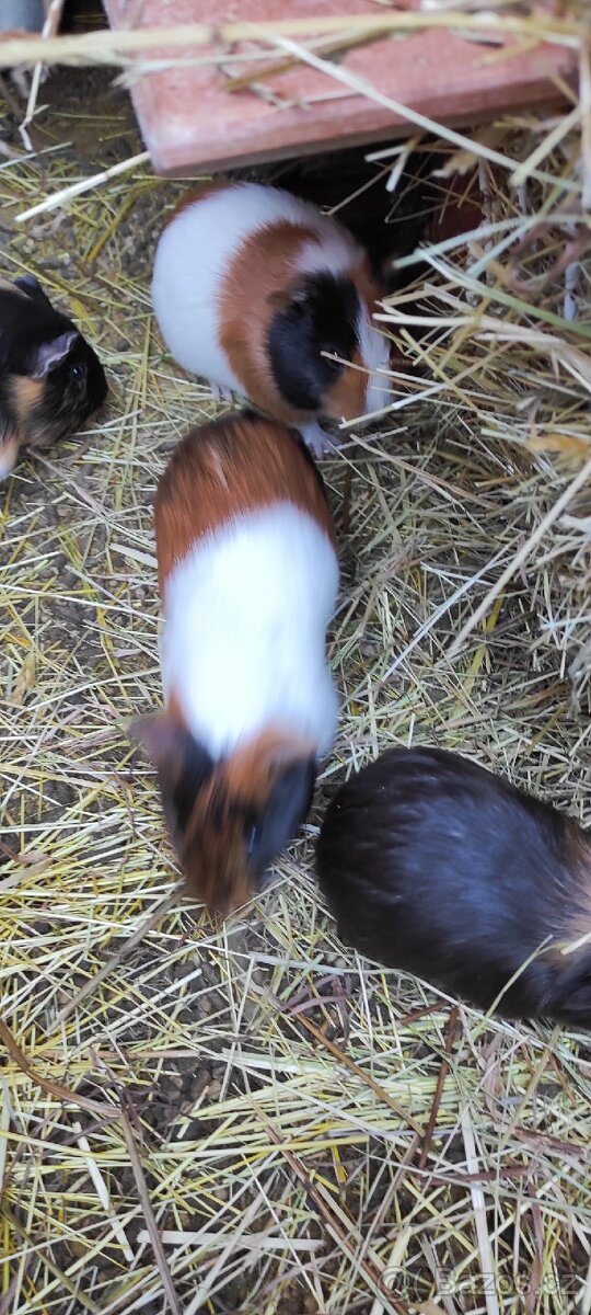 Prodám krátkosrstá morčata. - 3