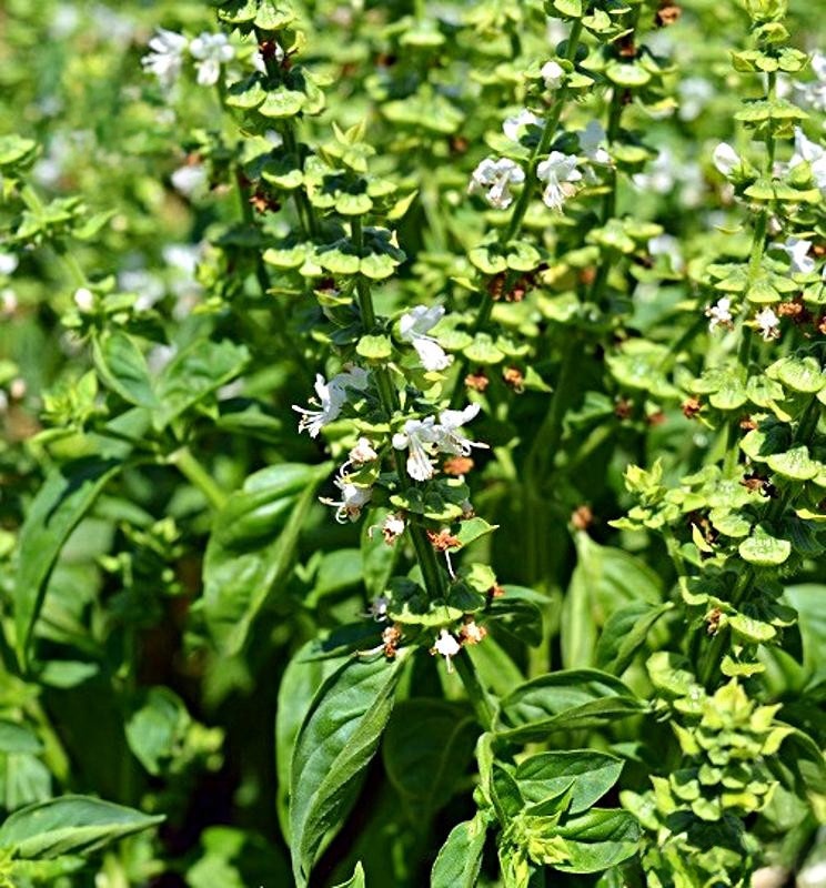Sazenice Bazalky pravé - Ocimum basilicum - 3