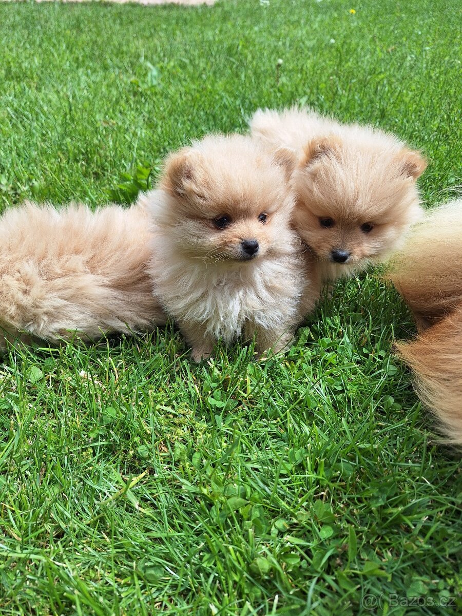 Pomeranian,pomerian špic - 3