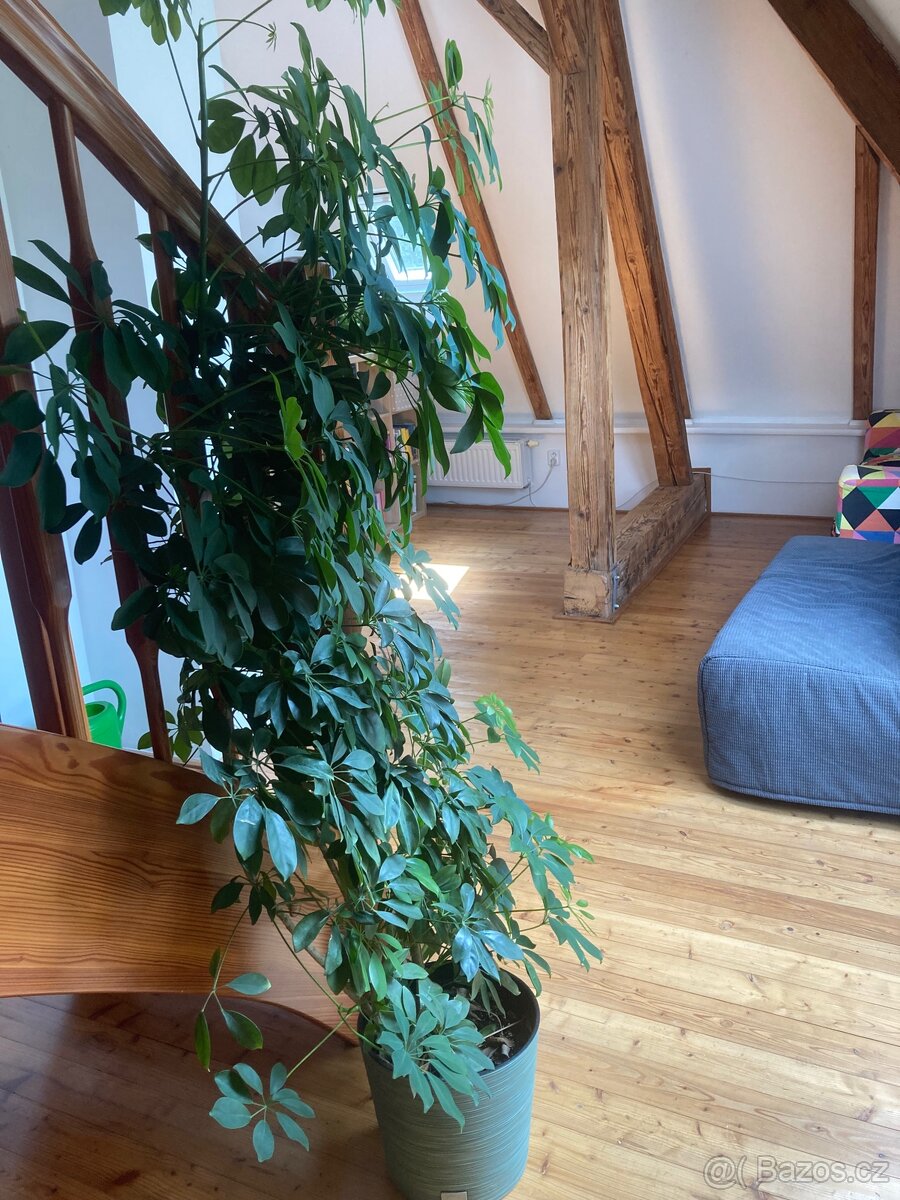 Šeflera výška 2 m - 3