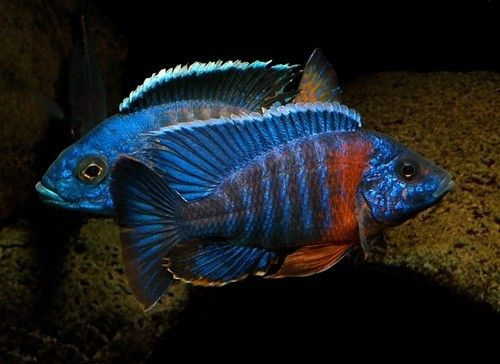 Tlamovci, Malawi - 3