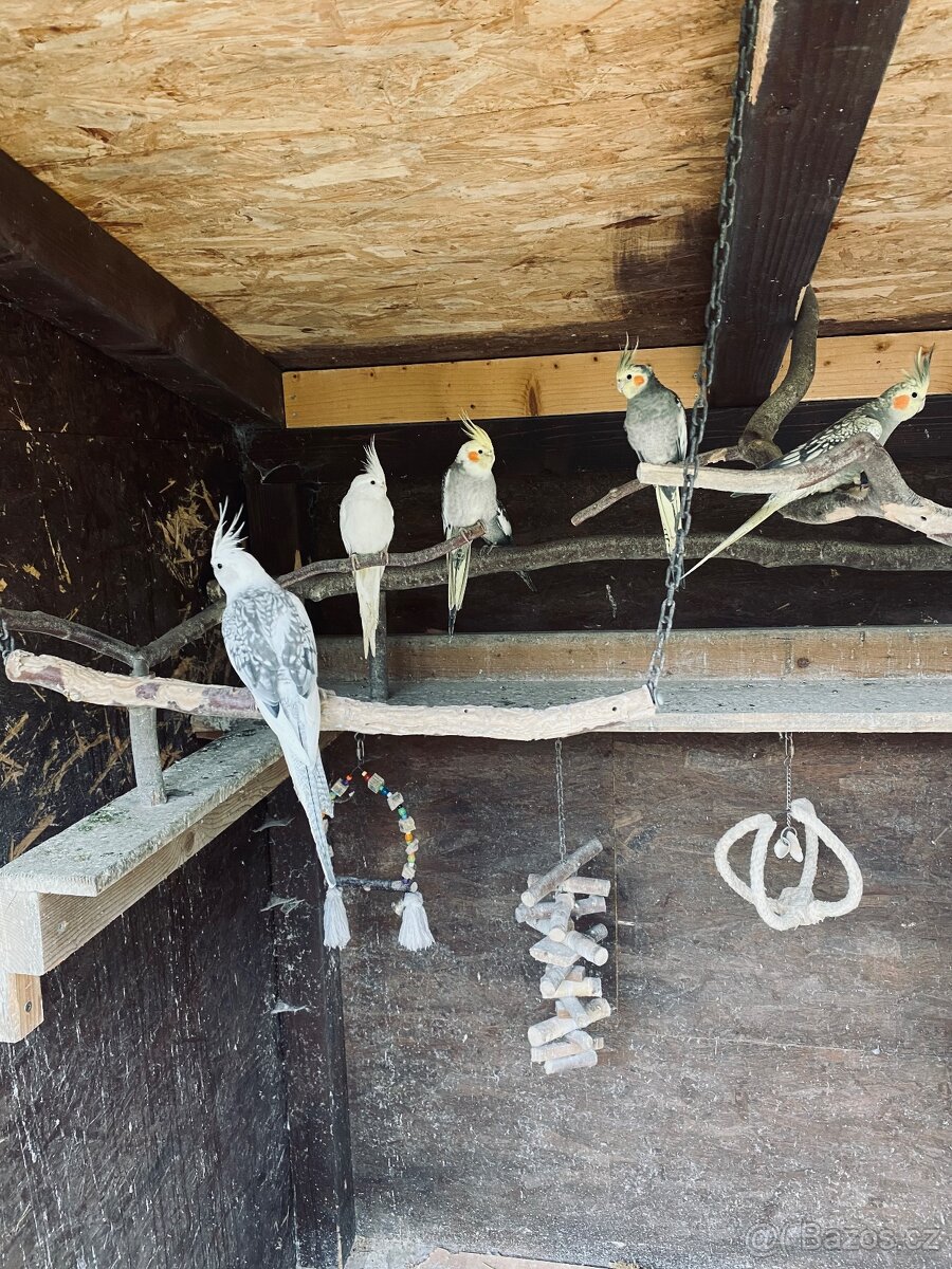 Korela chocholatá - 3