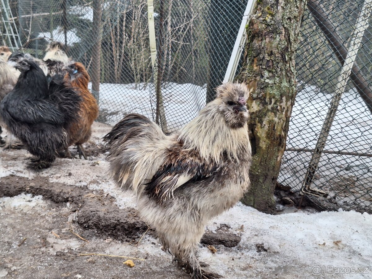 Hedvábnička velká - 3