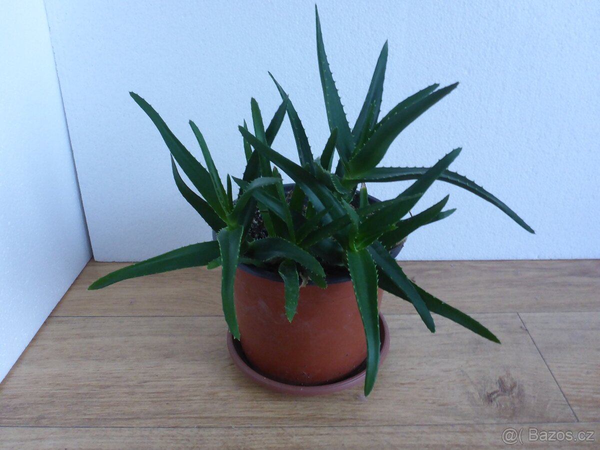 Šplhavnice + zdarma aloe - 3