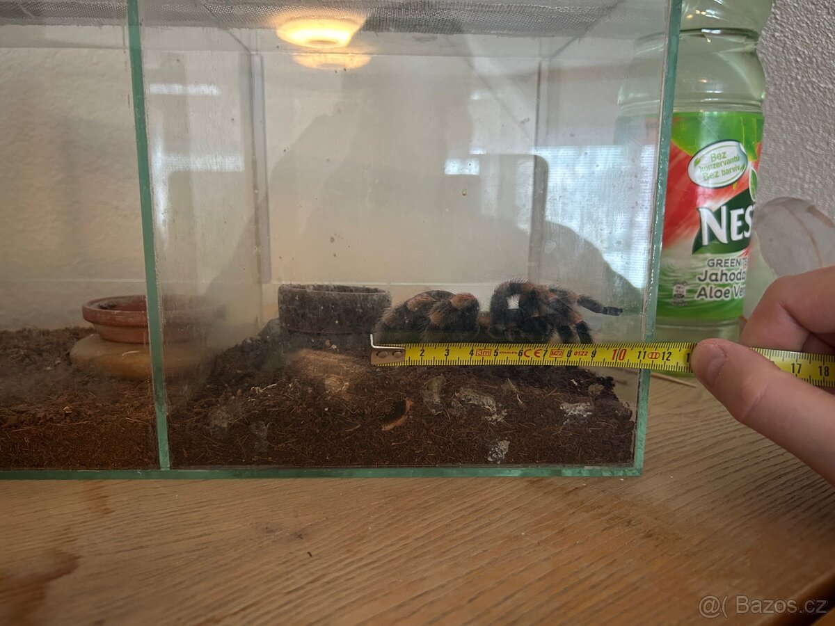 Brachypelma smithi - 3