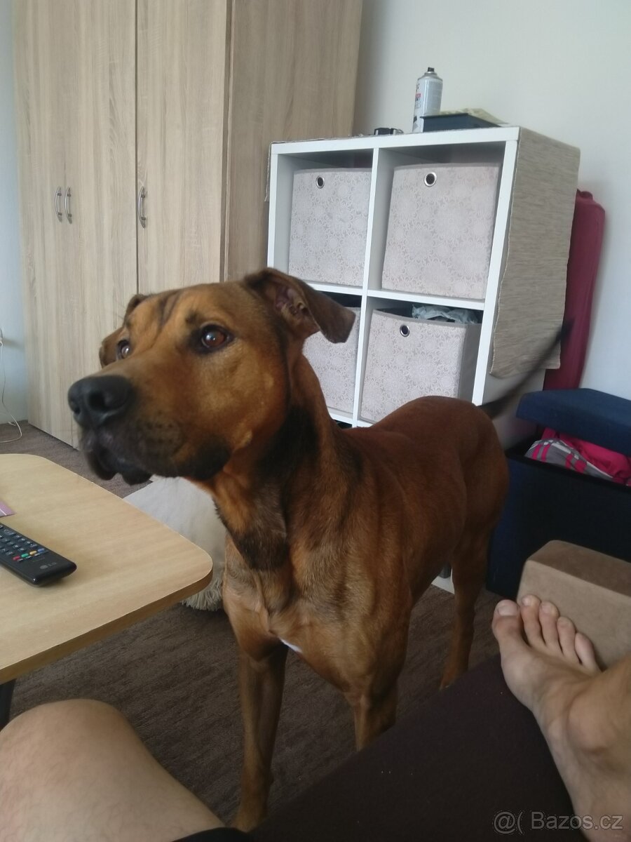 Hledám nového majitele - 3