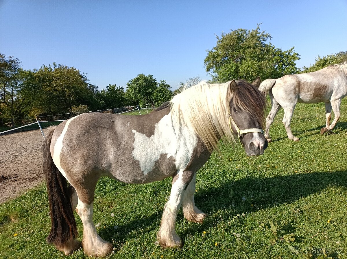 Prodám dvě kobylky - 3
