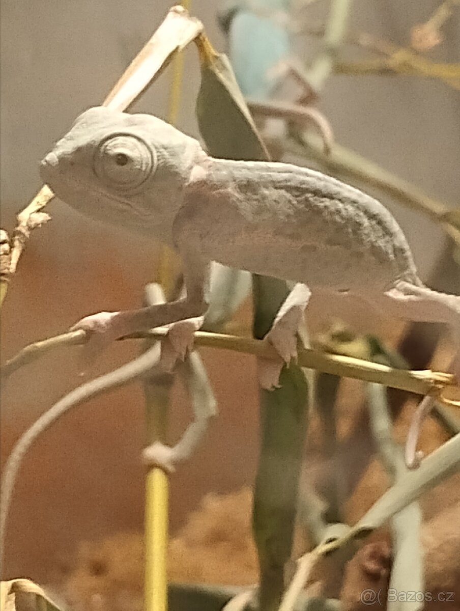 Chameleon Jemenský - 3