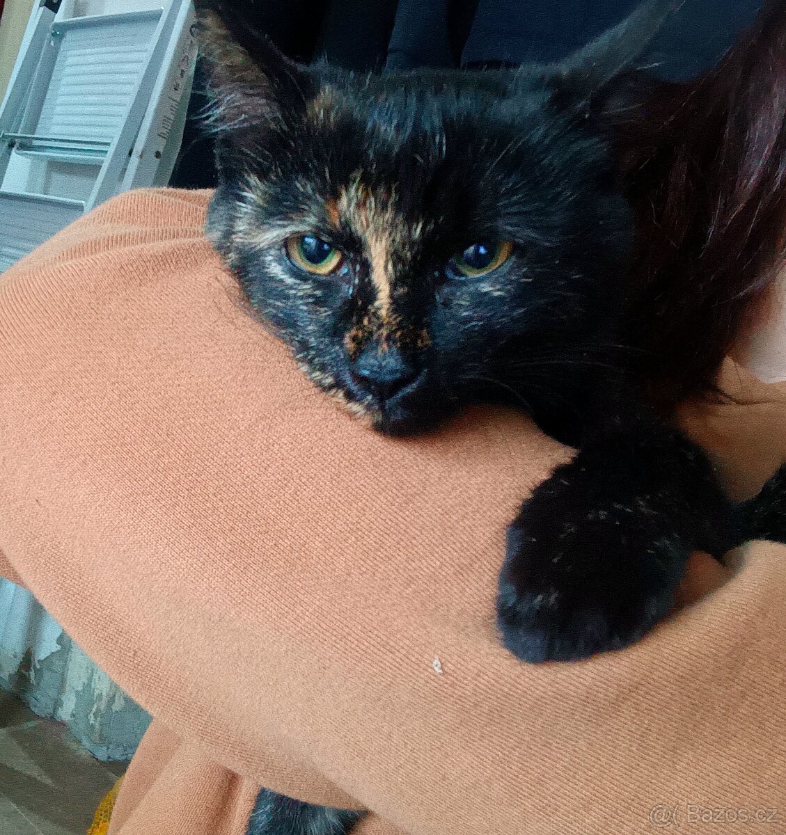 Darujeme koťátka - 3