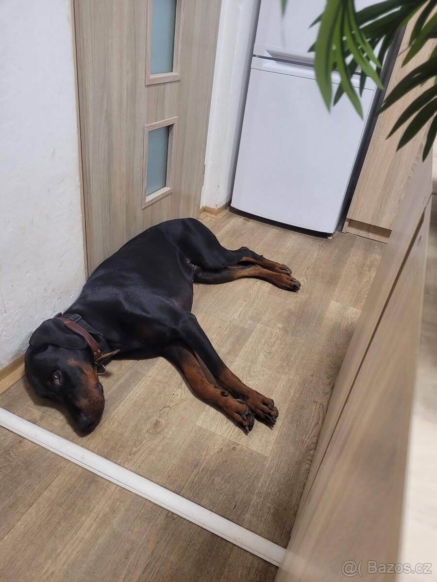 Štěně Dobrmana - 3