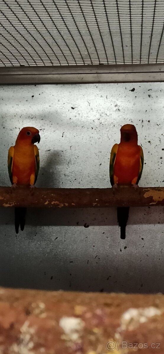 Prodám aratingy sluneční - 3