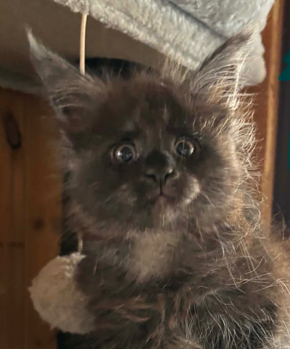 Mainská mývalí bez PP - 3