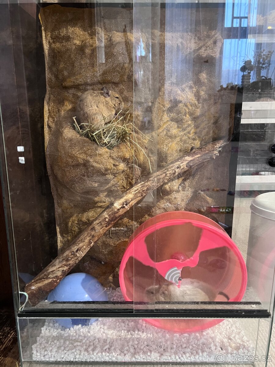 Osmák degu - 3