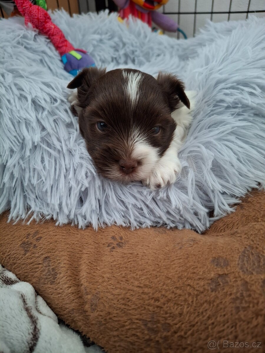 Jorkšírský teriér - biro, biewer - 3