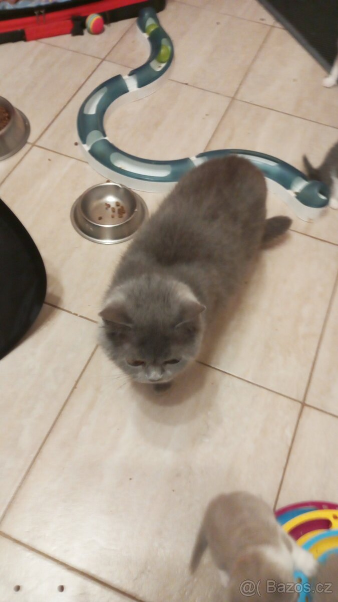 Britská koťátka - 3