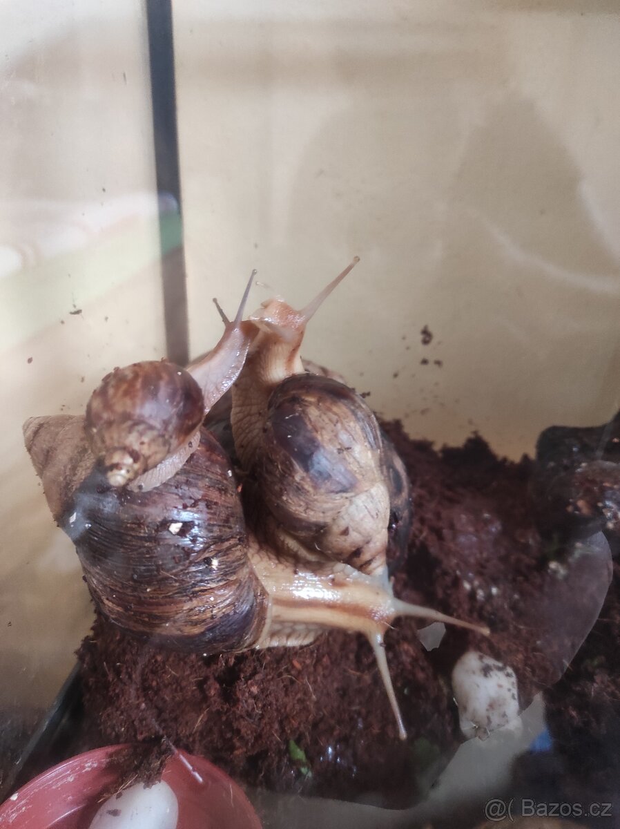 Šnek africký rodu achatina imacullata - 3