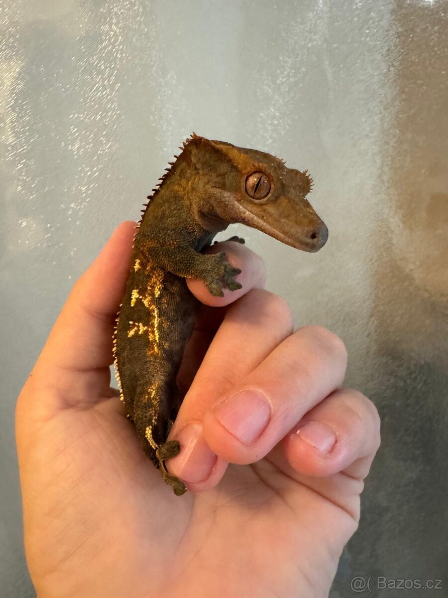 Pagekon řasnatý samec - 3