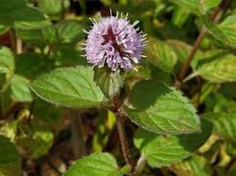 Vodní rostlina - - 3