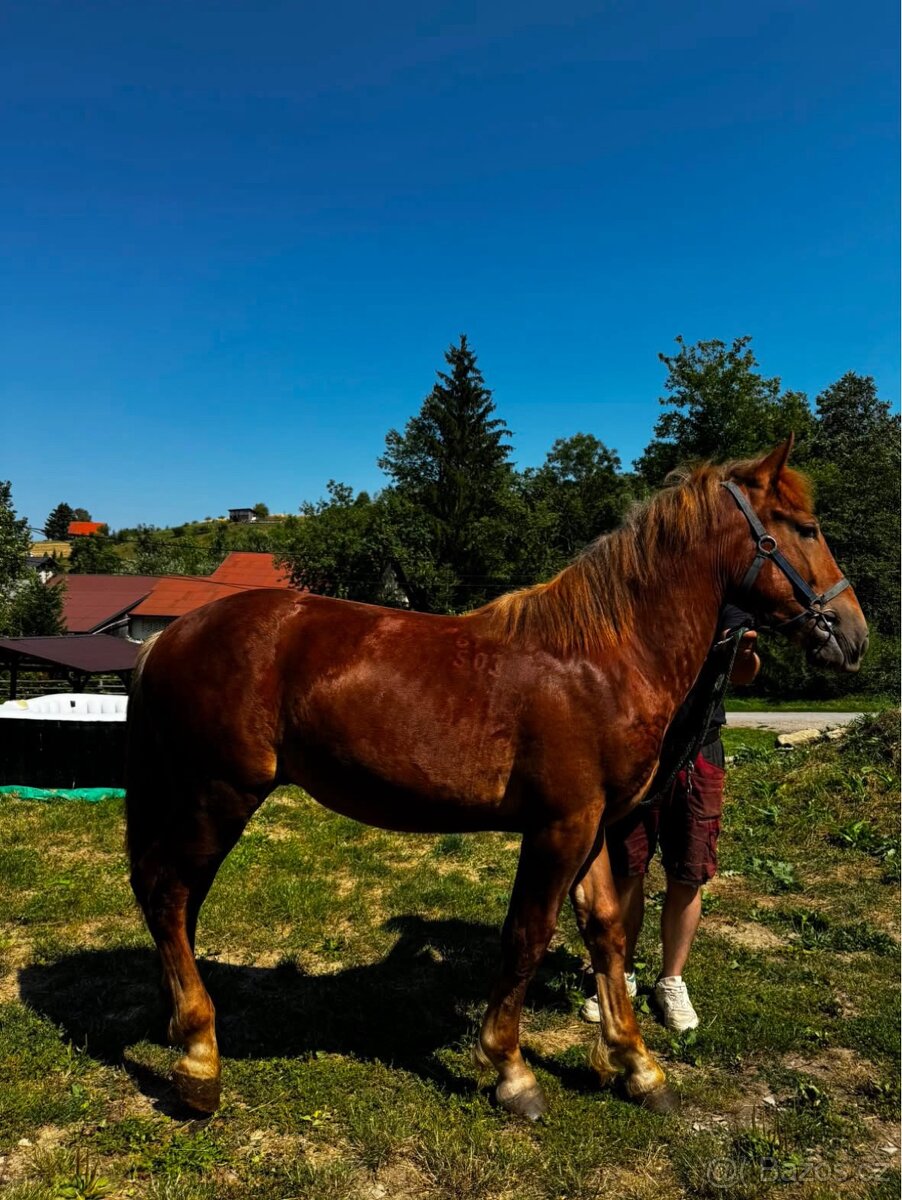 Kůň - 3