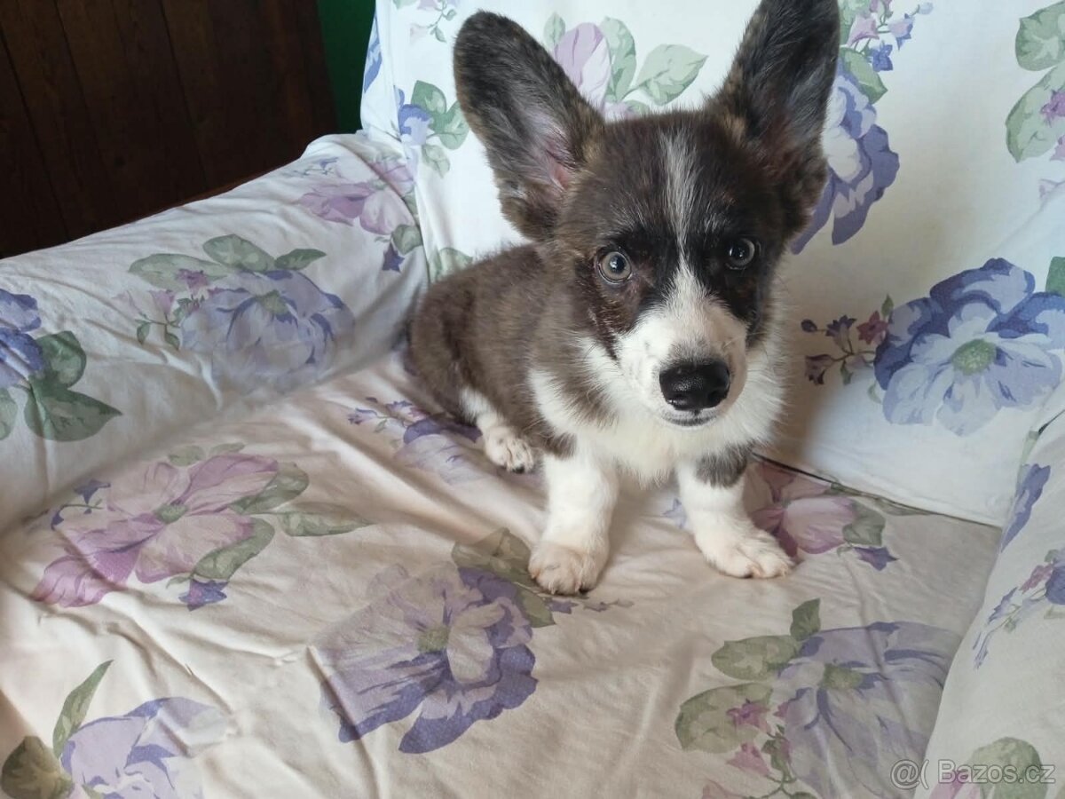 Welsh Corgi - 3