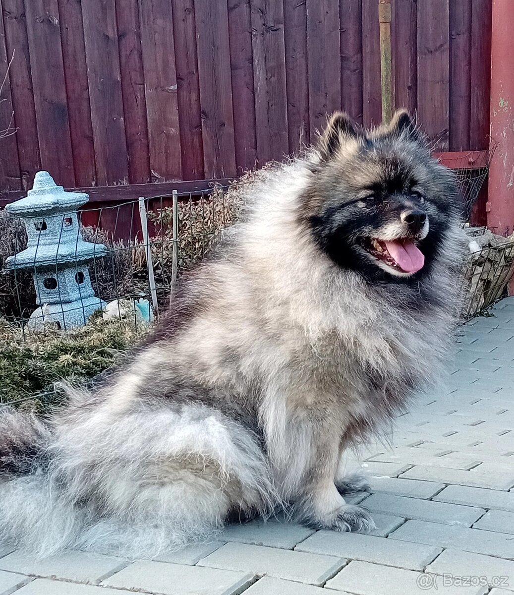 Vlčí špic - 3
