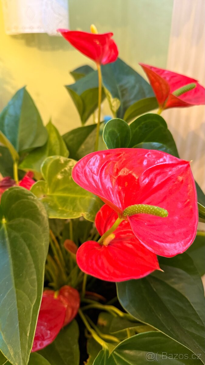 Toulitku (Anthurium) - 3