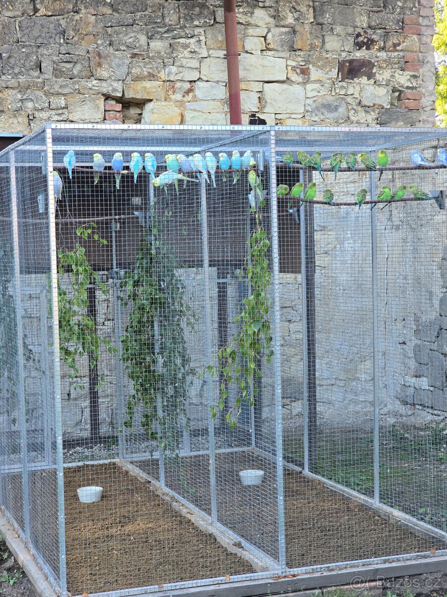 Duhové a přírodní zelené (Melbourne) andulky - 3