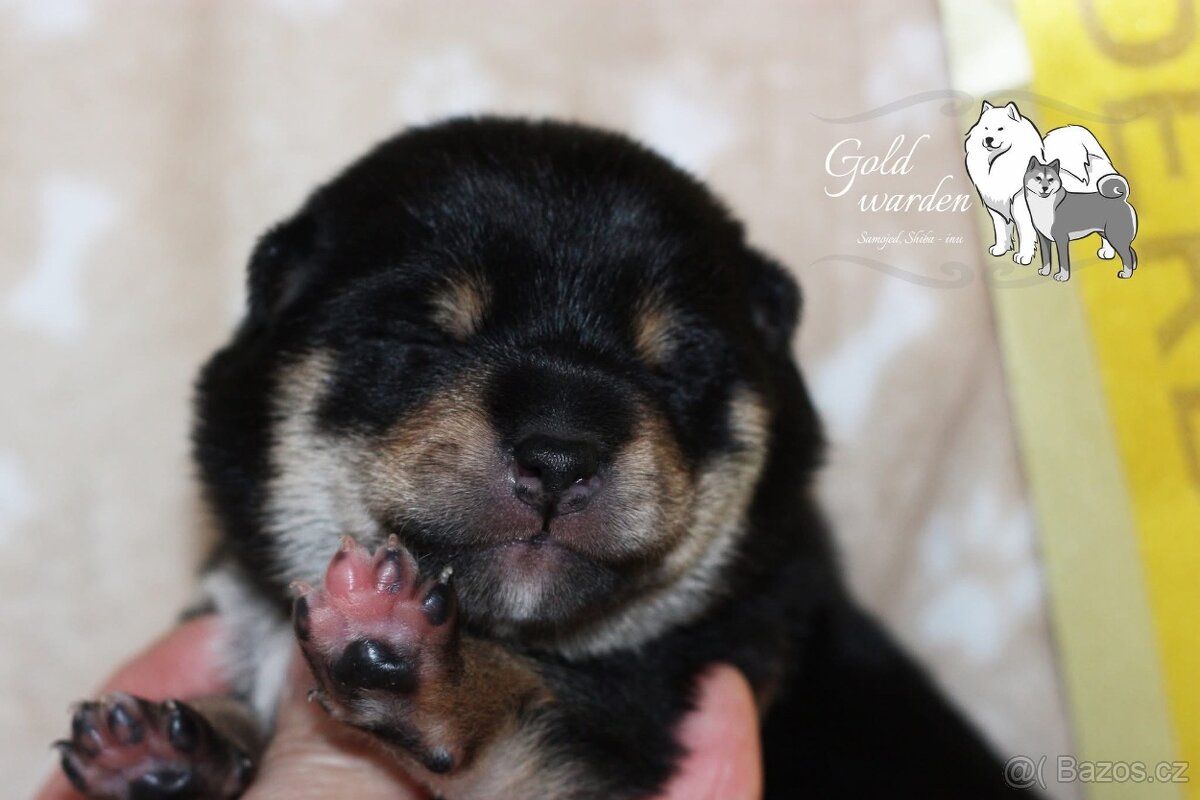 Shiba štěňata s PP/ FCI - 3