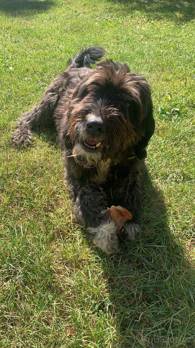 Prodám štěňata kříženců - 3