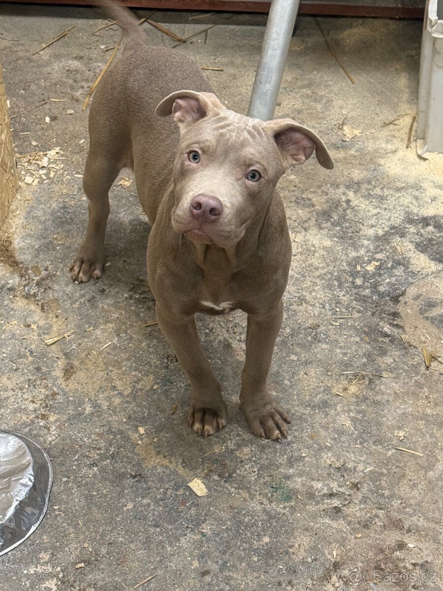 Americký pitbulterier s PP silverfawn rarita - 3