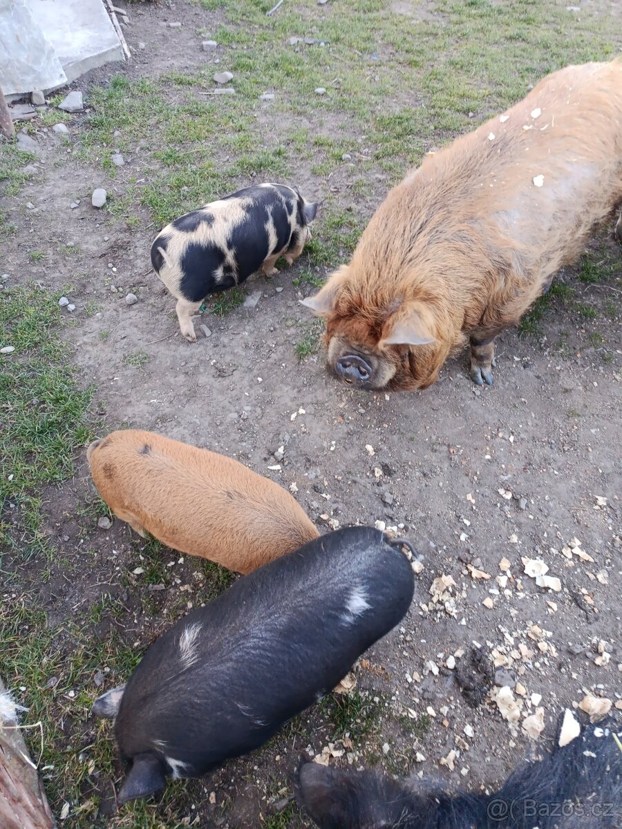 Kune kune - 3