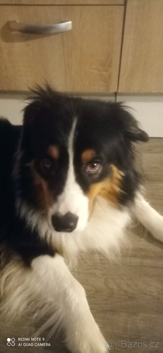 Australský ovčák - 3