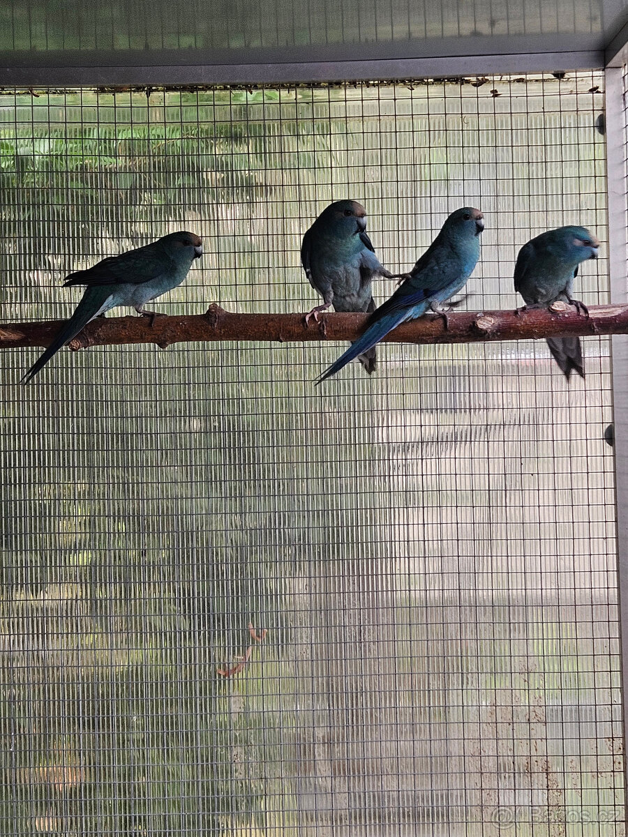 PRODÁM KAKARIKI RUDOČELÉ-MODRÁ/ MOD. STRAKA - 3