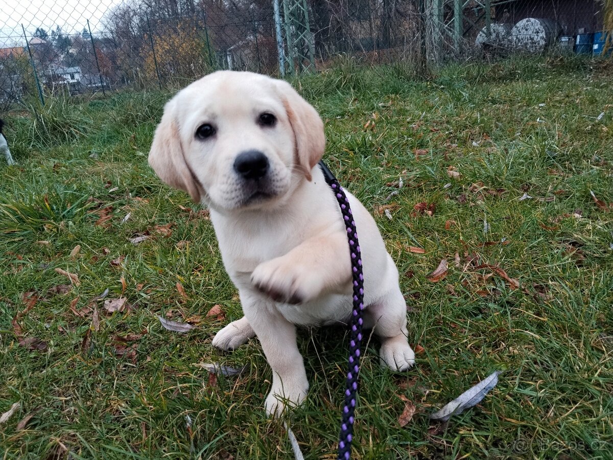 Labradorský retrívr - 3