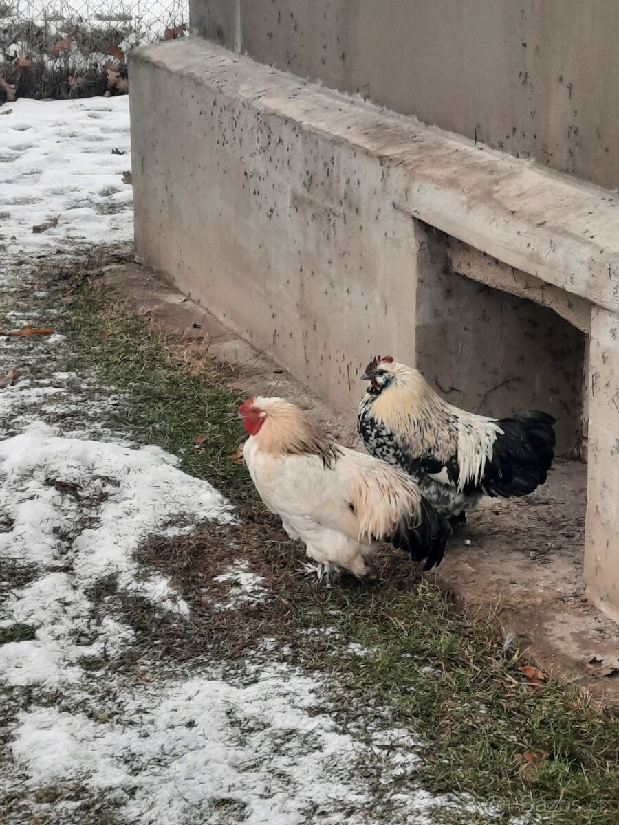 Prodám zakrslé kohoutky - 3