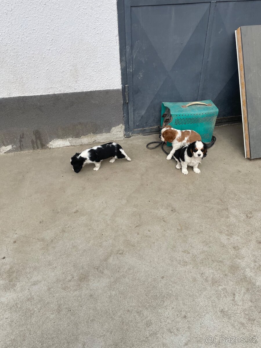 Kavalir king charles španěl - 3