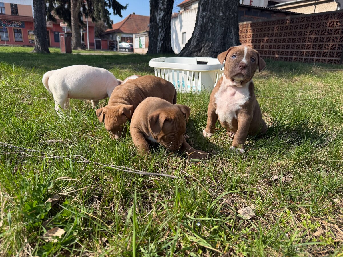 American bully Xl - 3