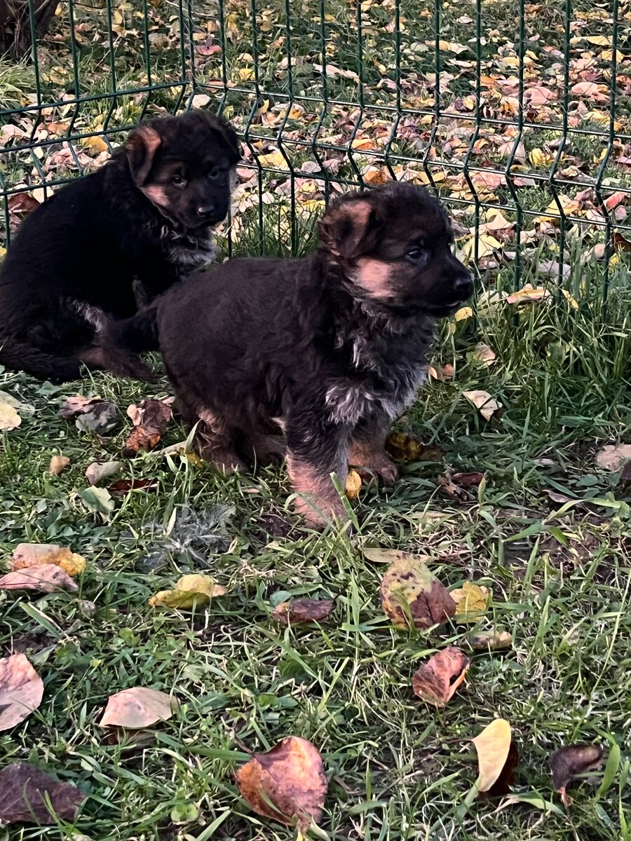 Německý ovčák - štěňata - 3