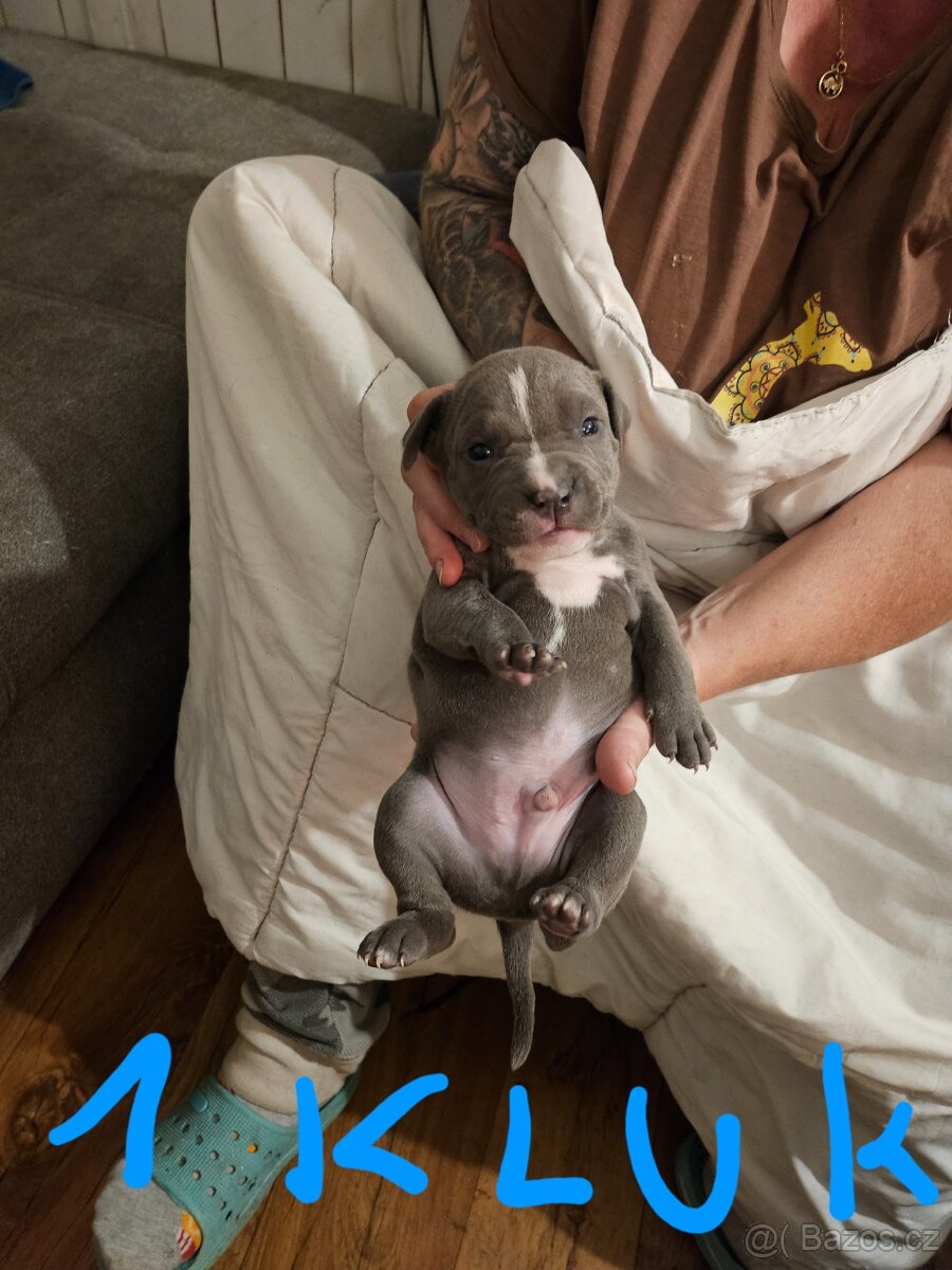 Štěňátka Pitbulla prodám - 3
