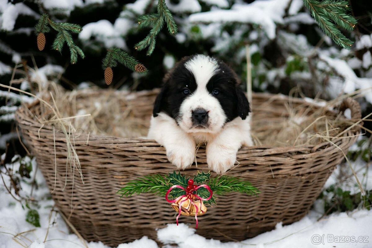 Moskevský strážní pes - štěňata s PP - 3