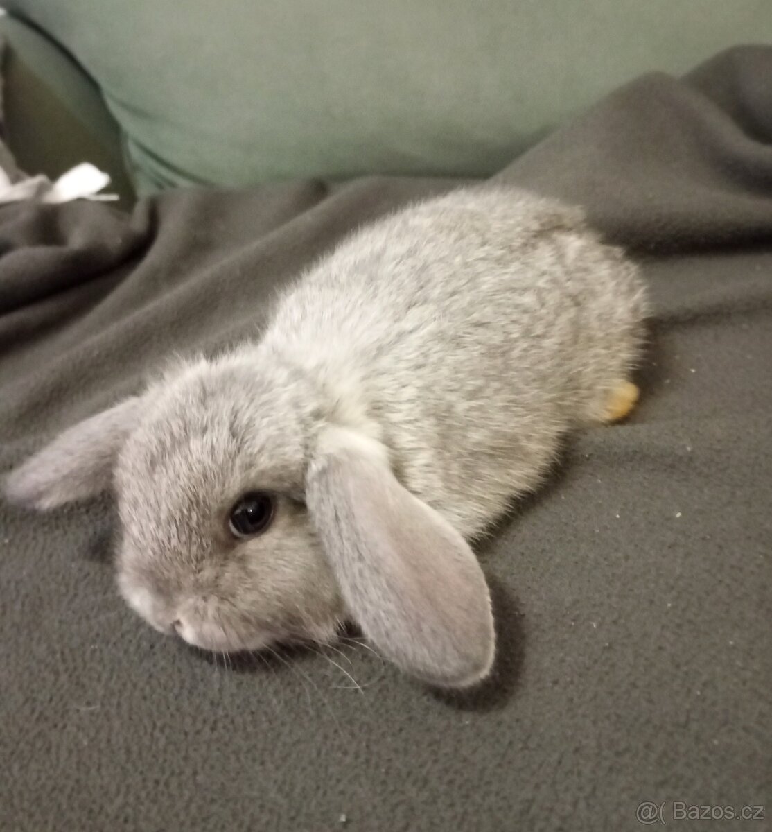 Zakrslý beránek králíček - 3
