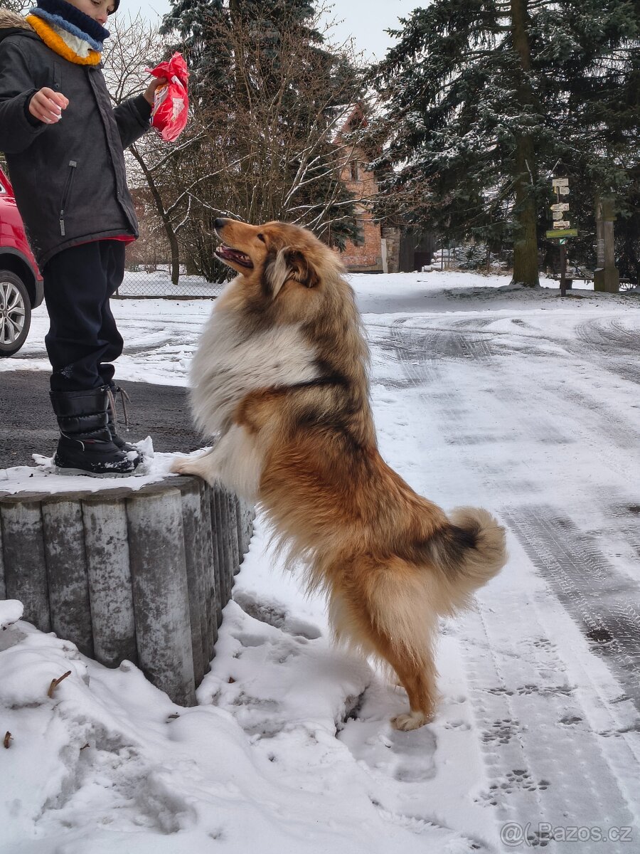 Kolie dlouhosrstá - 3